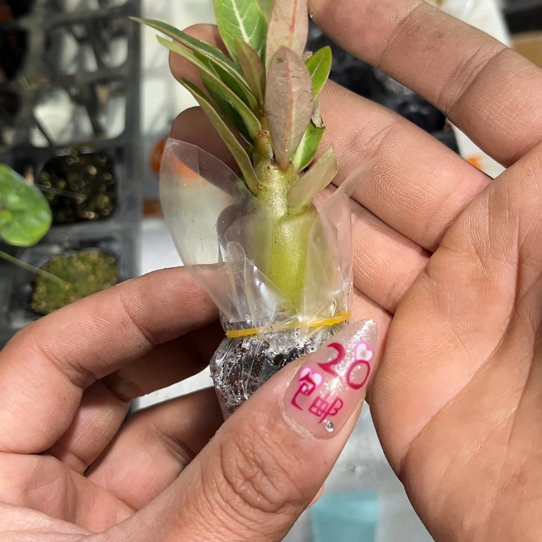 就这个死样子单头发货有根