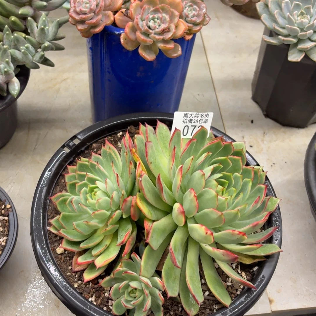 ****王黑大帅多肉73宝莲灯