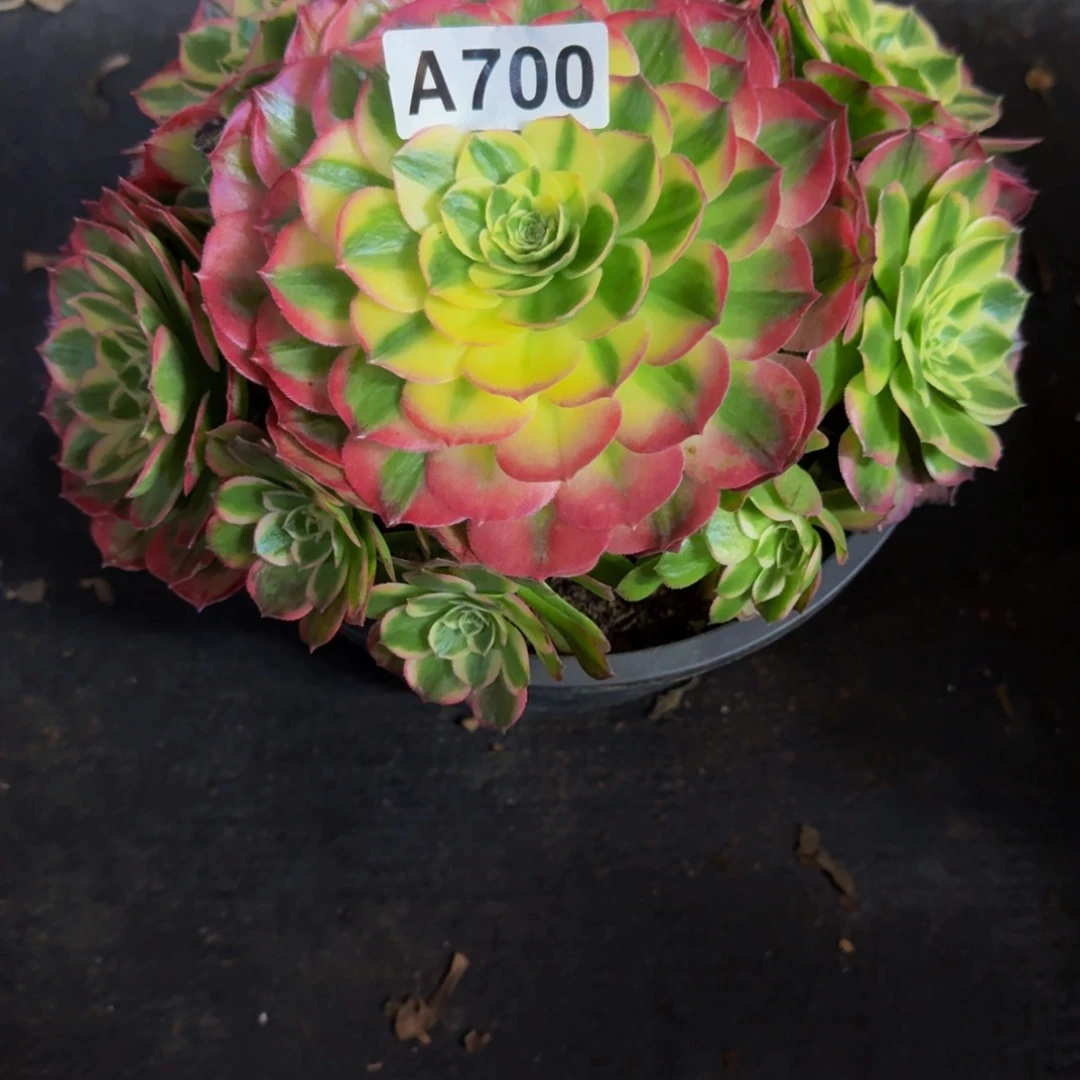 沁***源700多肉植物法师号
