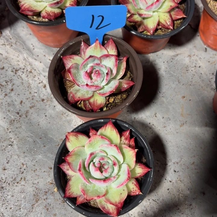 12惊鸿红红火火好好