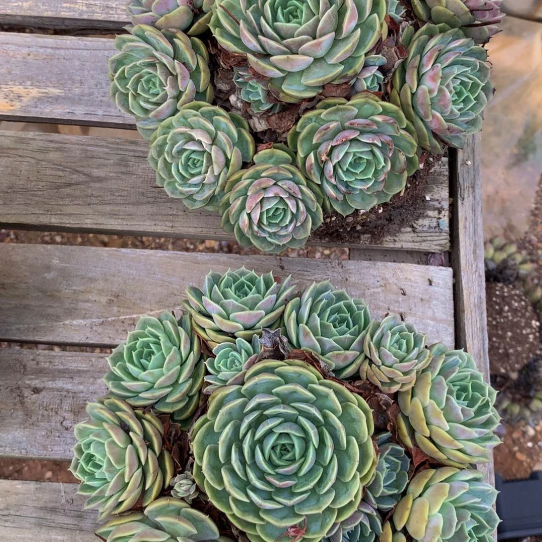 ?****杨两个昂丝诺多肉植物