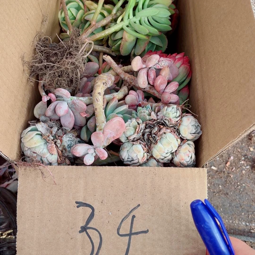 湘***坊不售后杂花34。