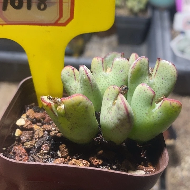 在一起就是为了和朋友聊天7018