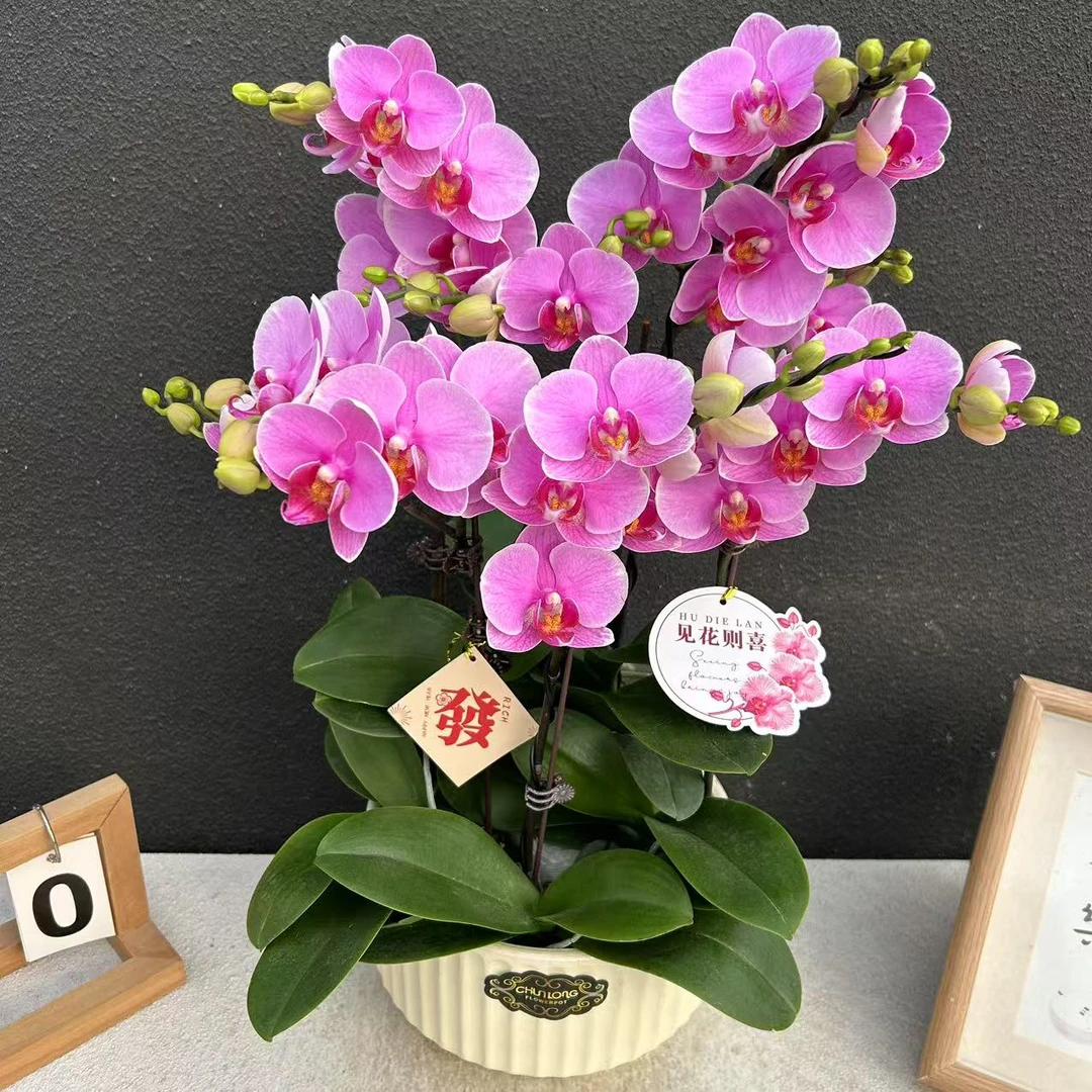 不语园艺（安热儿）蝴蝶兰花卉鲜花高雅唯美高级盆栽观花