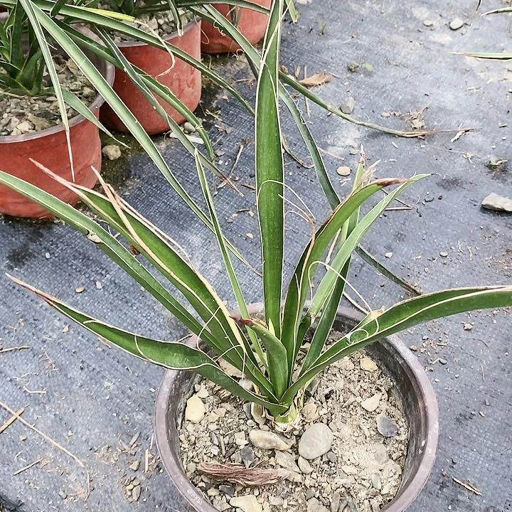 【闪购商品】无花朵香蕉丝兰