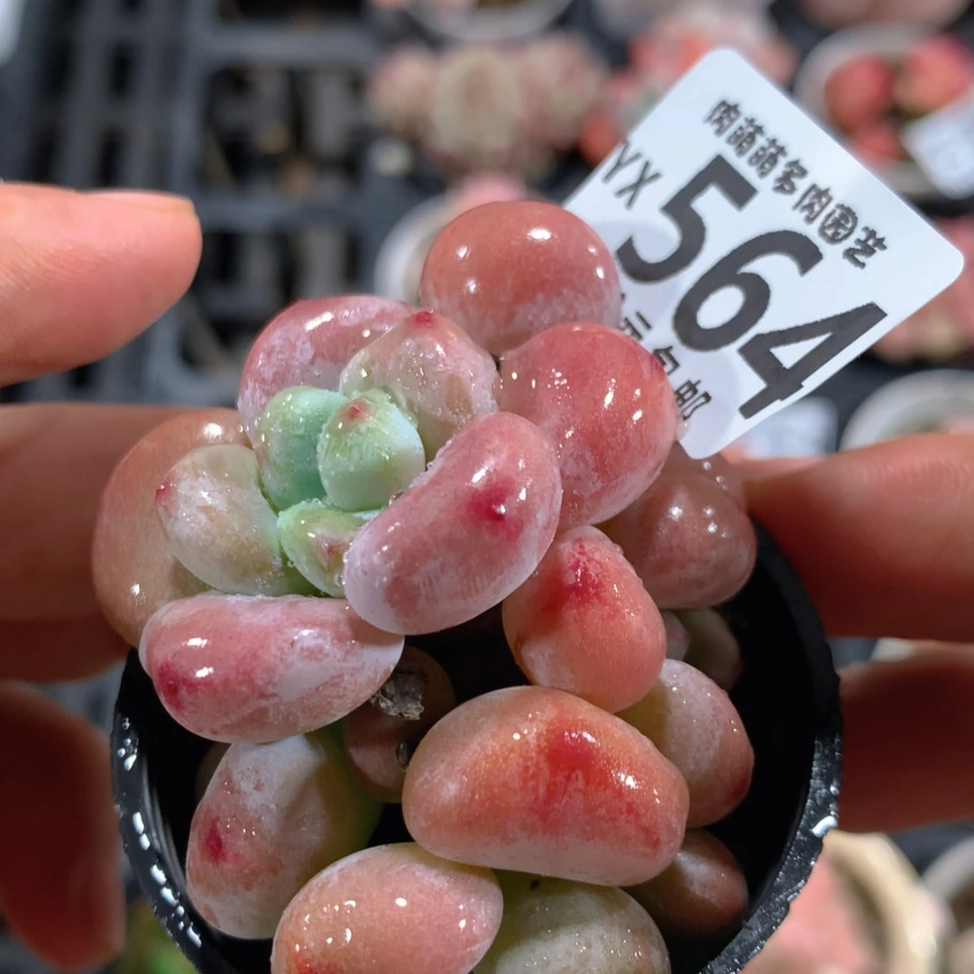 5CM拇指盆精控多肉YX564