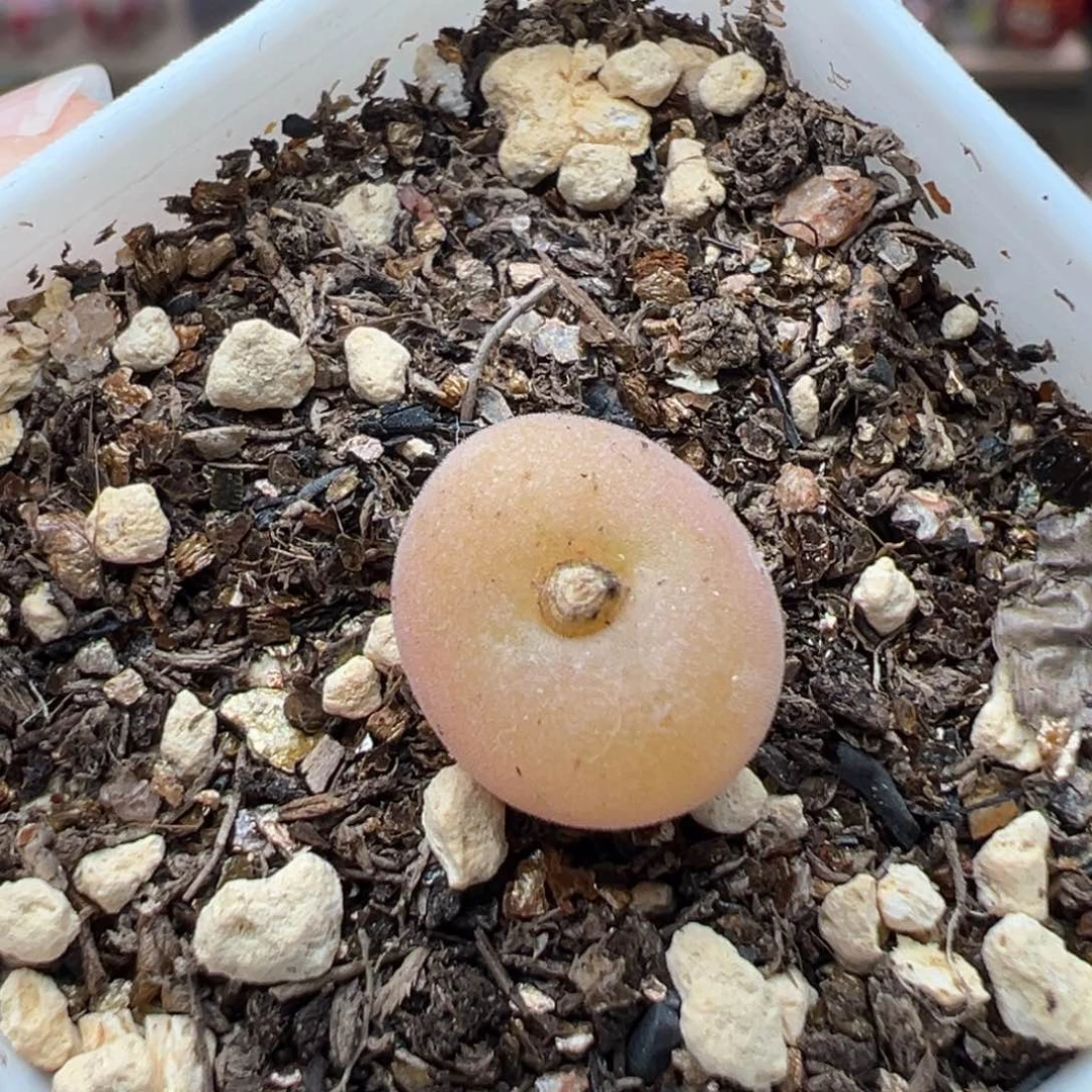 多肉植物221号空卡佛