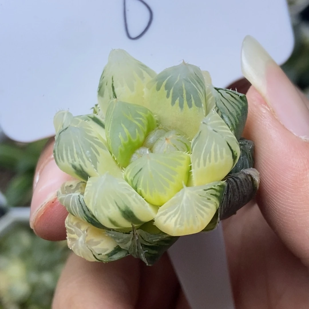 是是是是是是是是是寿