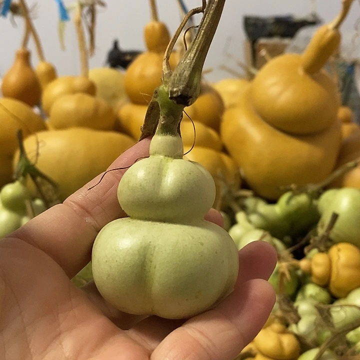 葫芦的颜色是蓝色的