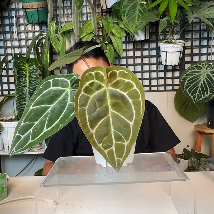 无花朵鲨*.一物一拍T94
