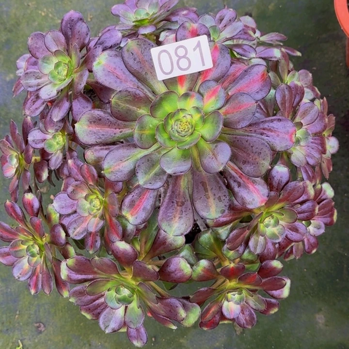 00000000081晚霞多肉植物
