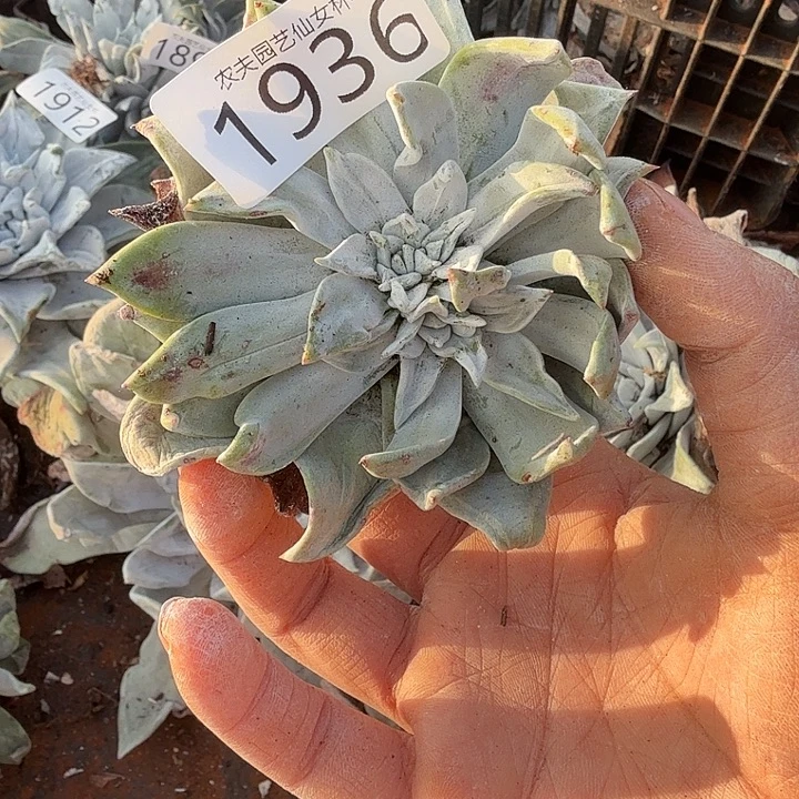 3代杂交新品仙女杯多肉瑕疵