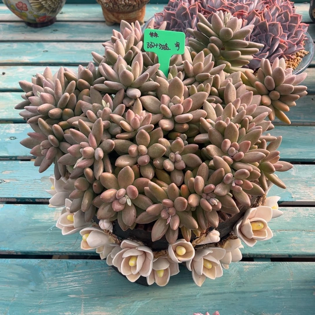 一物一拍多肉植物