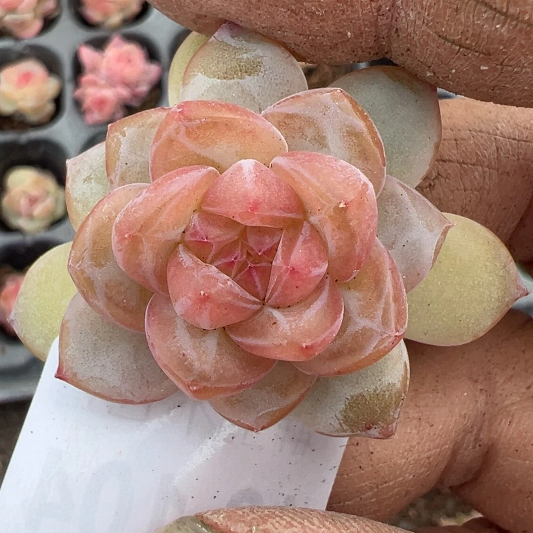 小卡拉米糖心一物一拍12-104