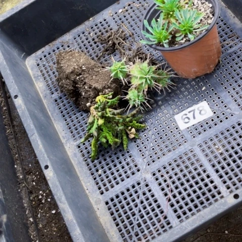 678鹅眉山套一物一图如图