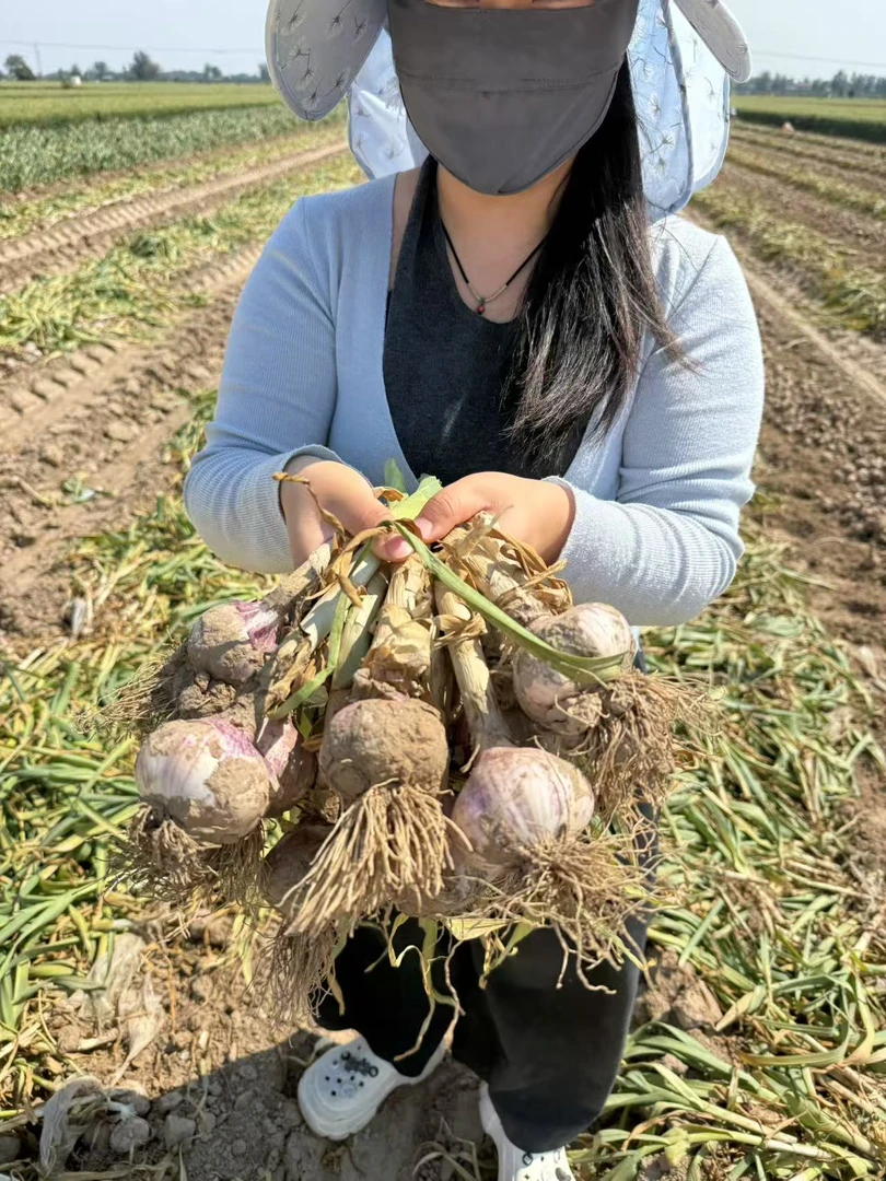 现挖白皮大蒜头新鲜大蒜湿蒜多瓣