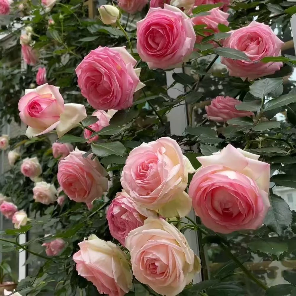 粉色龙沙宝石单季节浓香品种耐热耐寒爬藤月季花花墙拱门首选