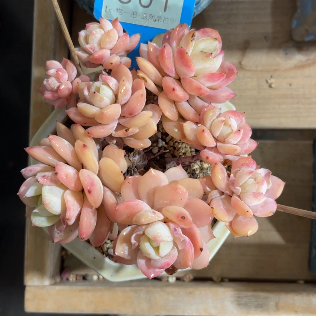 忍***冬云尘多肉一物一拍不含盆801