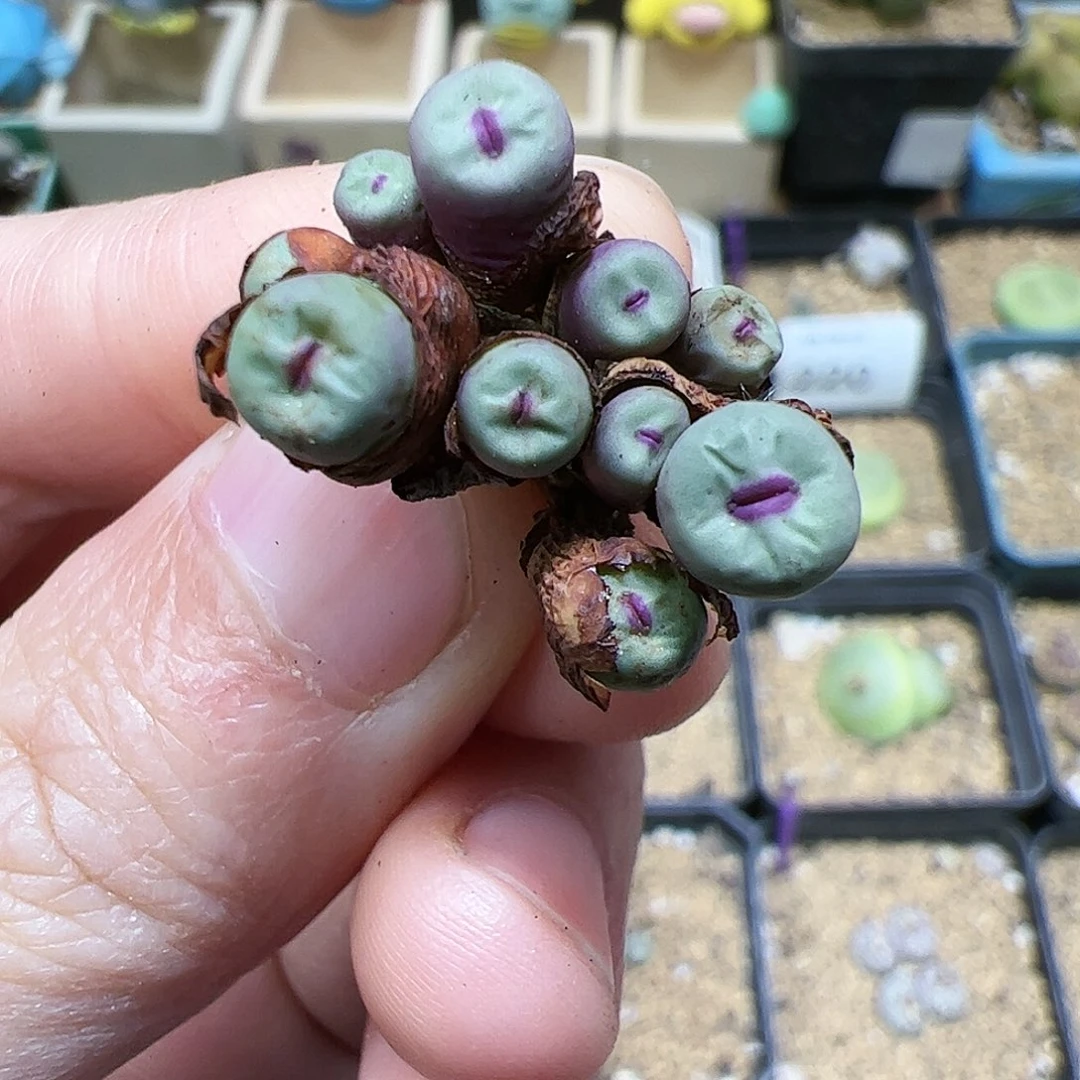 【闪购商品】225 开播福利