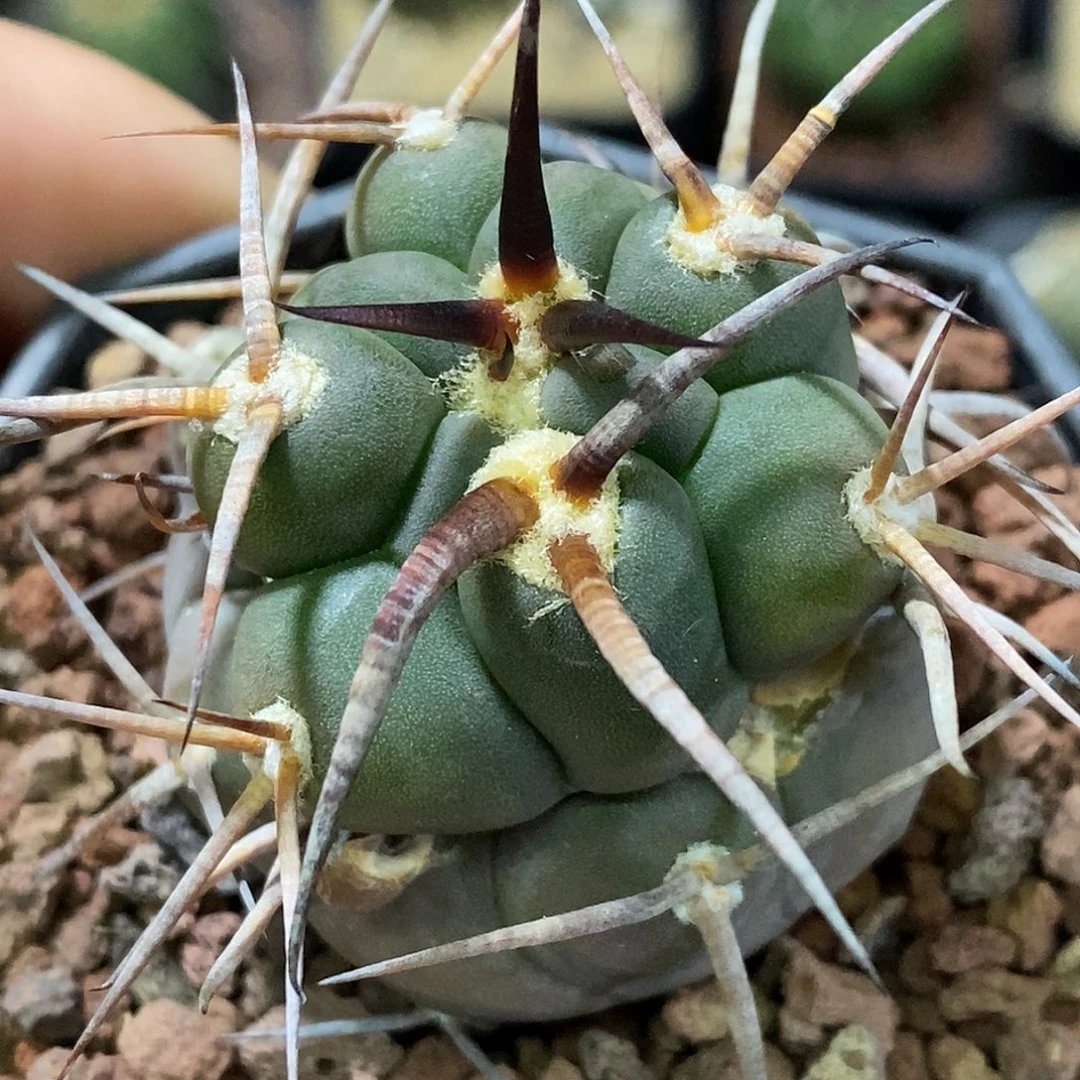 孤品实生特选株球上球顶级粗刺守金摩天龙4cm