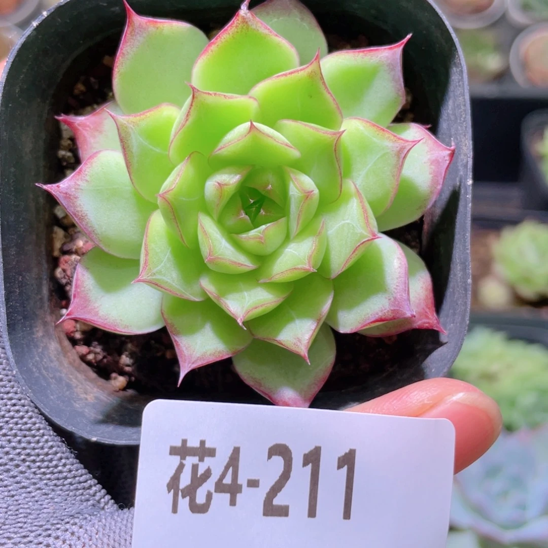 花利美4-211女王玫瑰