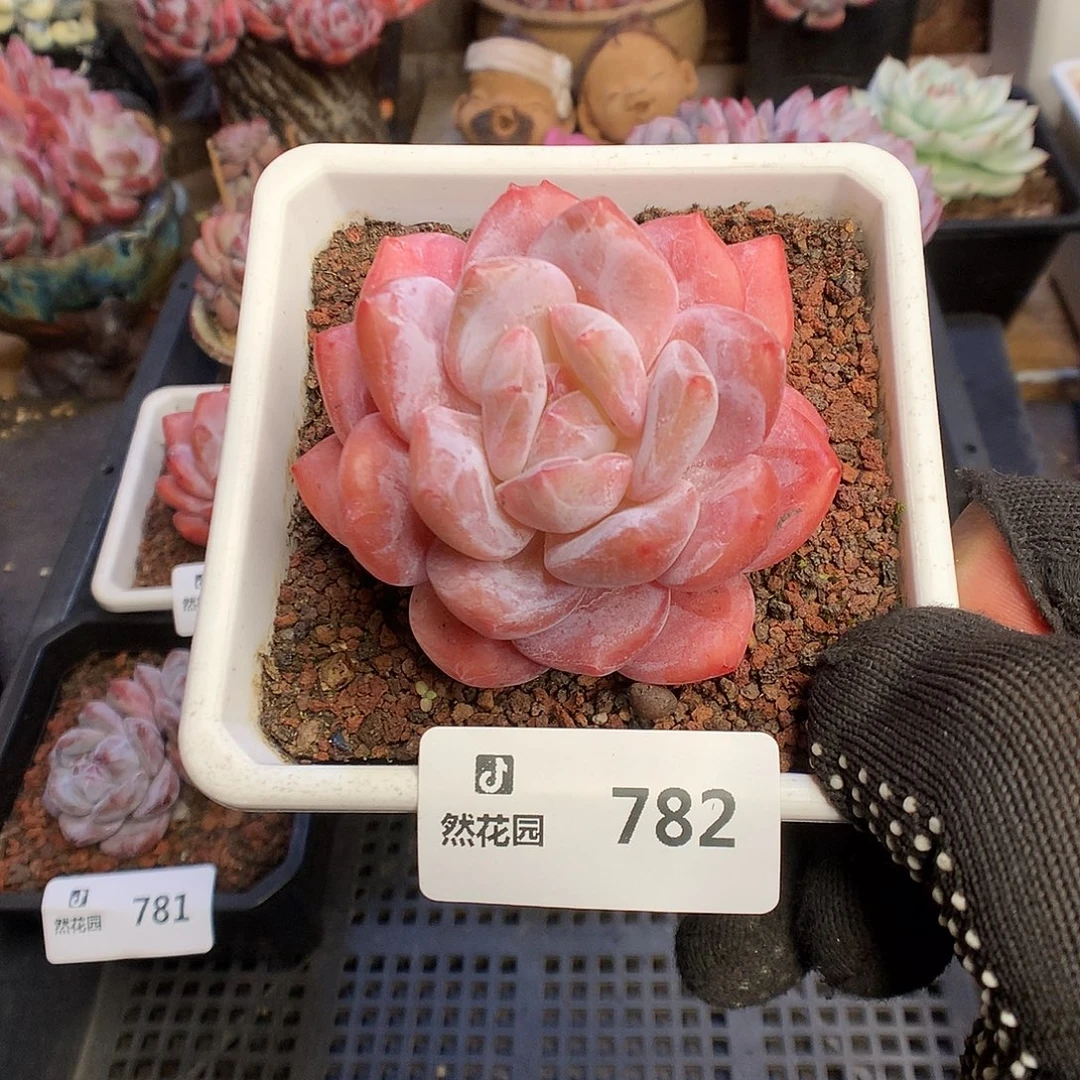 782雪天使多肉植物66666