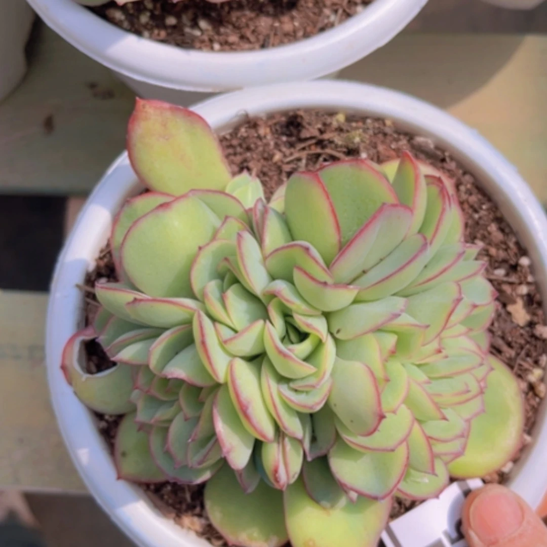 【闪购商品】牡丹亭缀1685