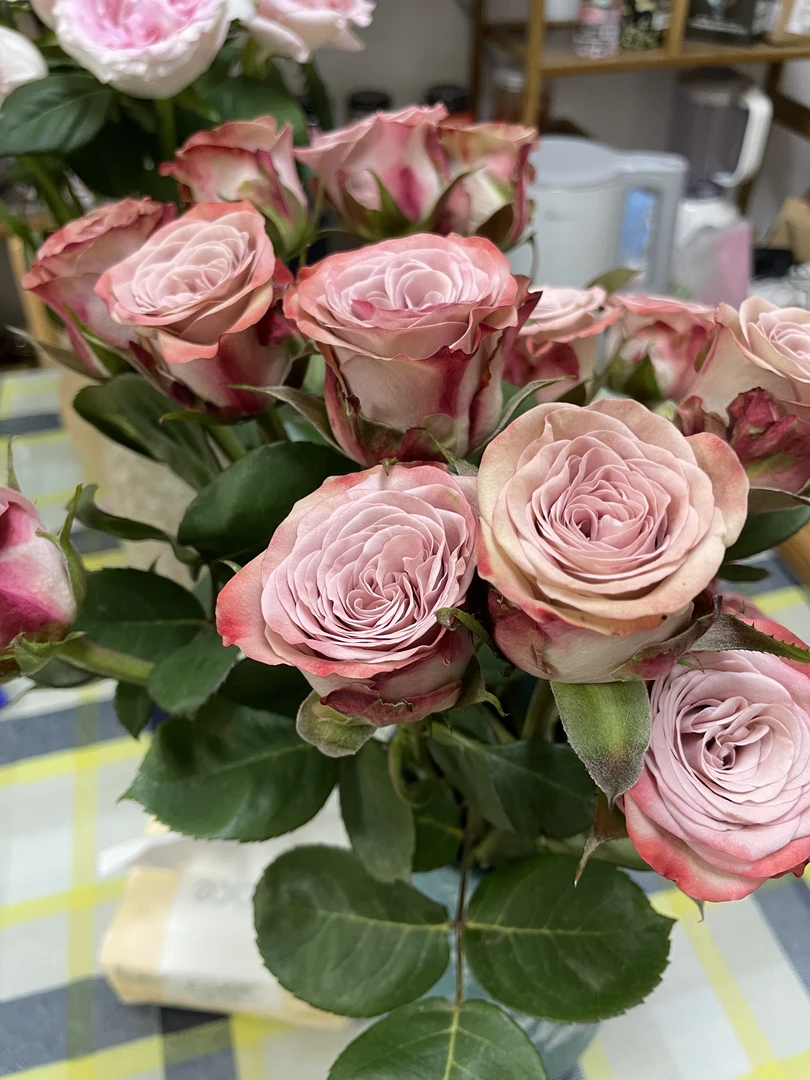 卡布奇诺玫瑰花40CM新鲜采摘云南基地直发家用鲜花花束水养顺丰