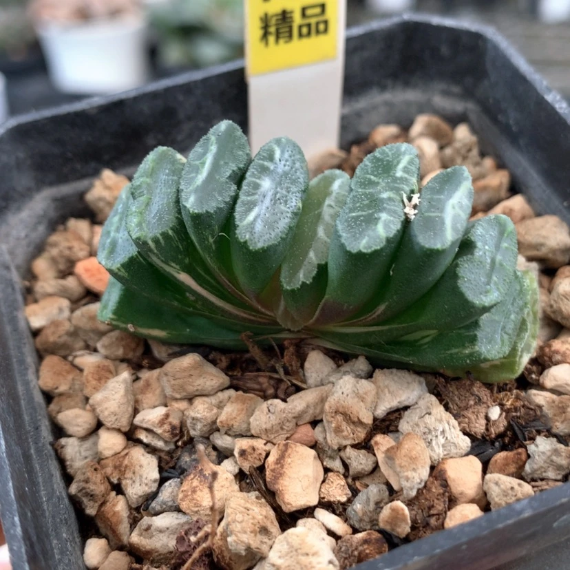 【闪购商品】こ****℡109杂玄武