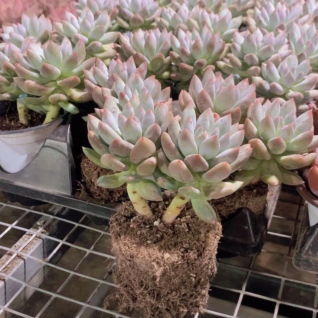 双头所罗门888888888888888