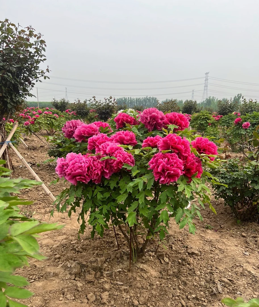 【花王】山东菏泽大型牡丹种植基地南方北方都可种易开