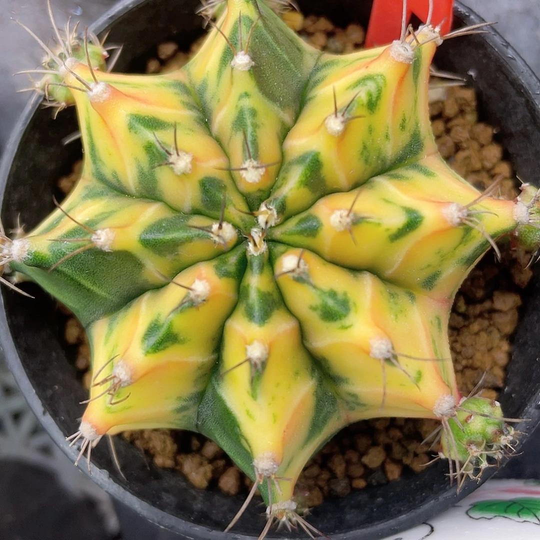 1-4米哈锦7厘米..