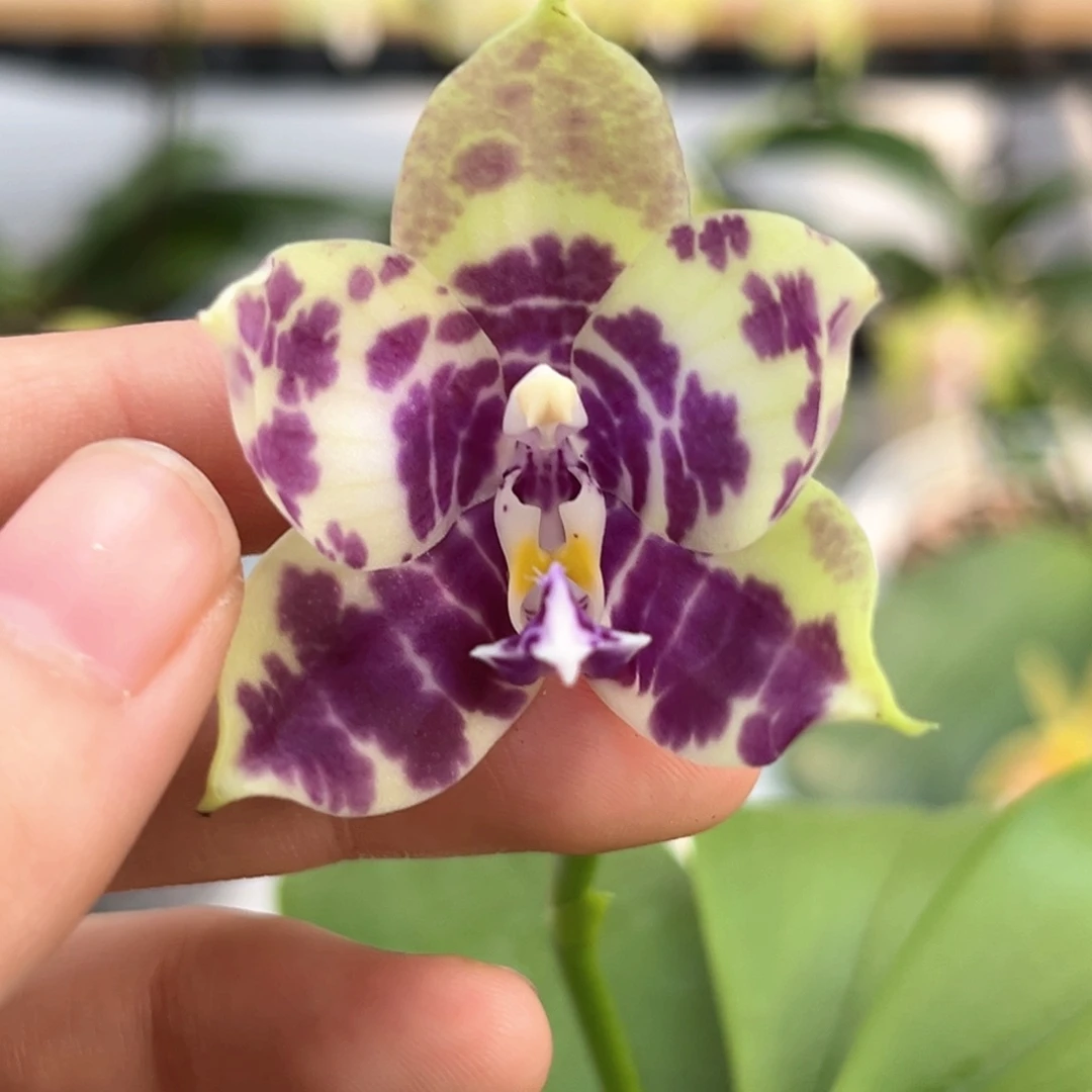 完全开放2.5寸3681开花株