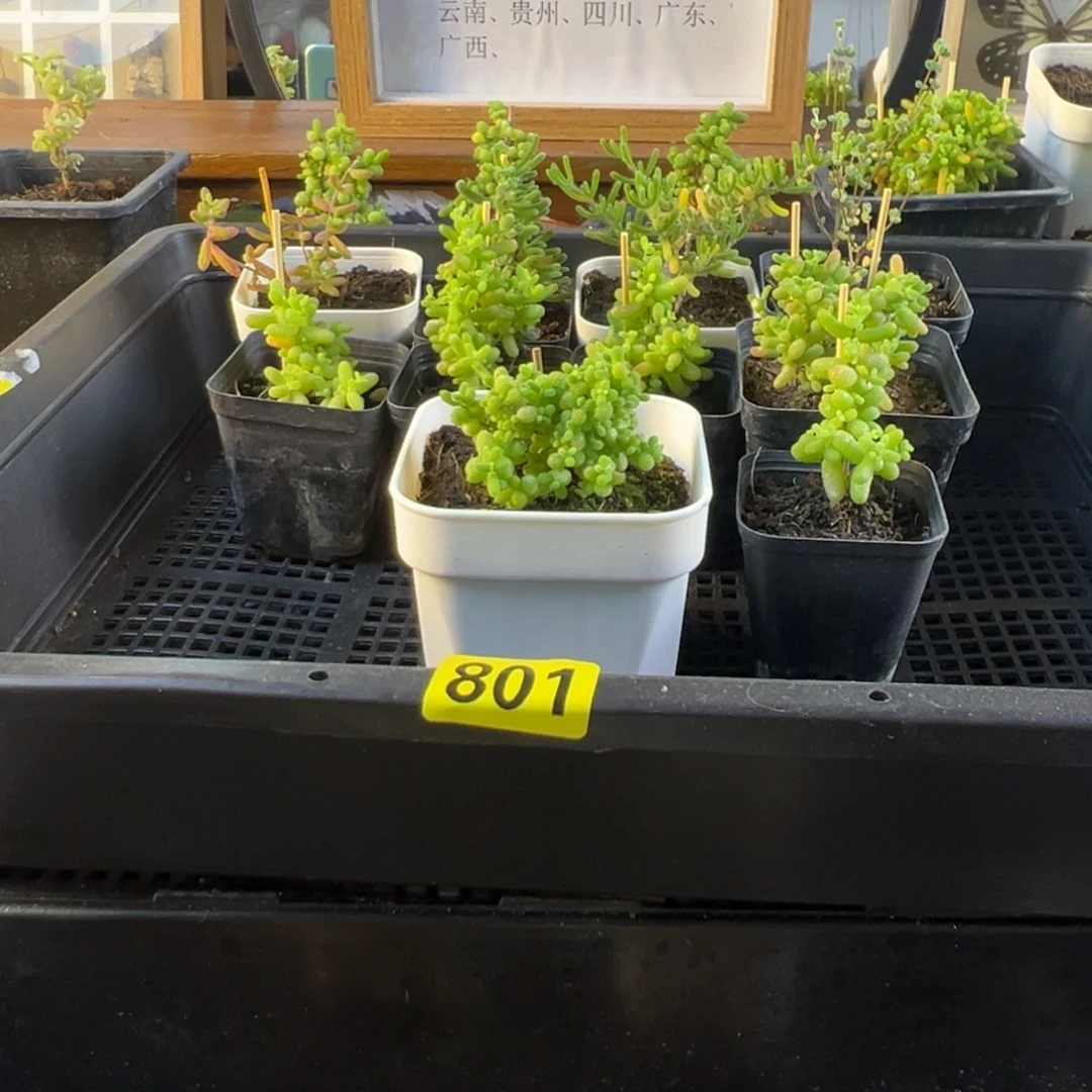 枝干番杏多肉植物801