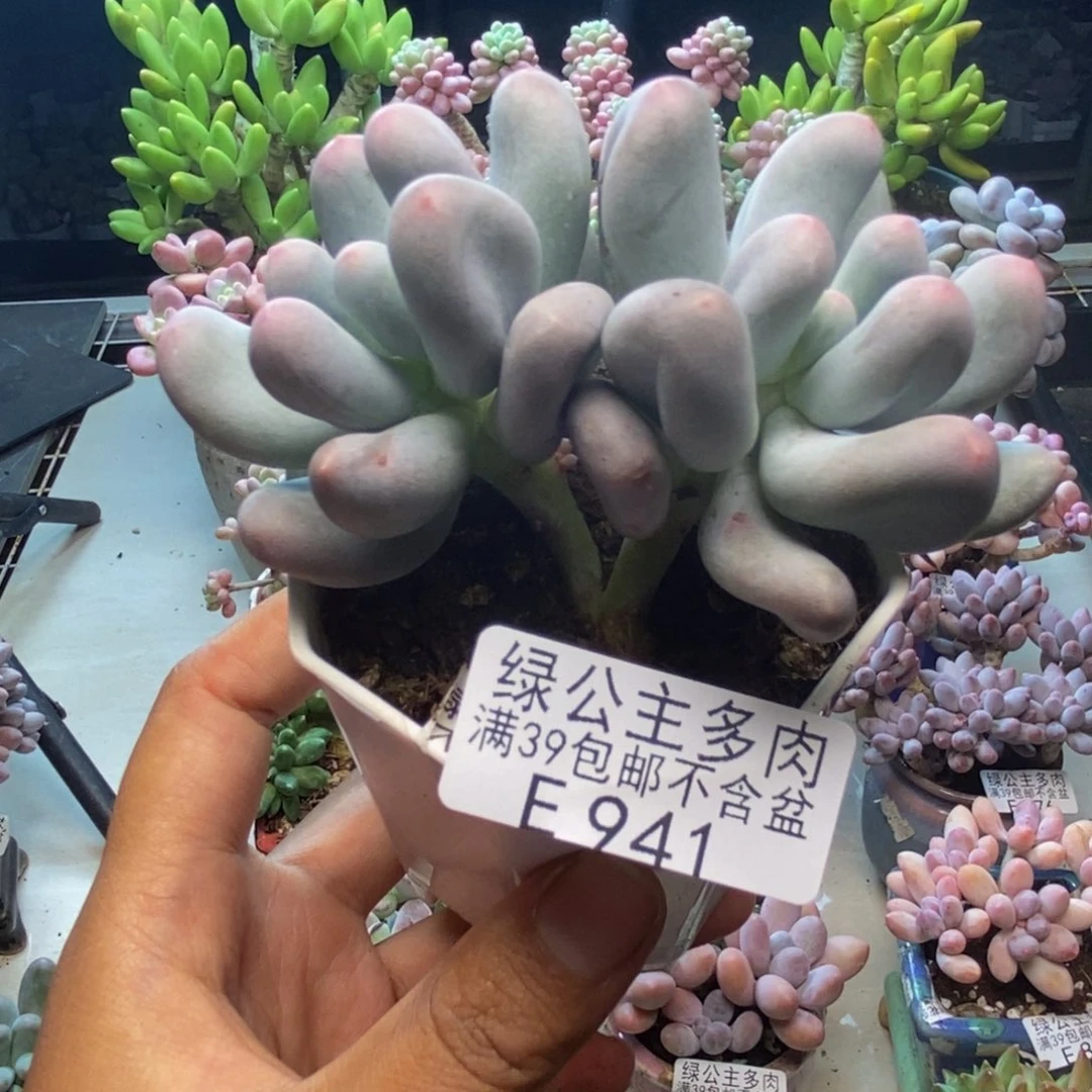 941米可奶多肉7c m