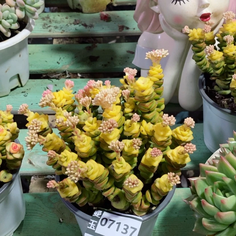 【闪购商品】钱串07137