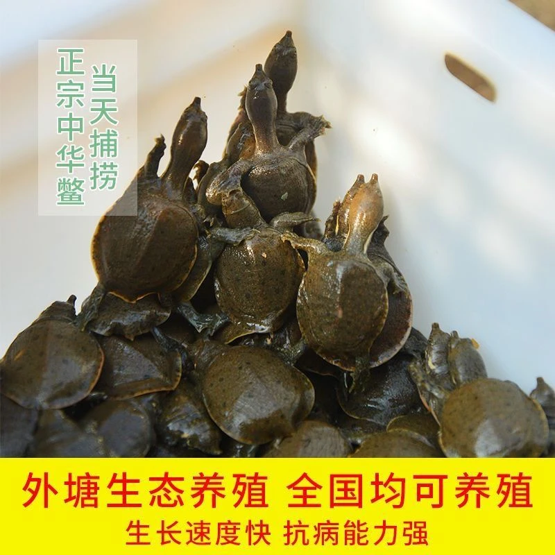 2025年小甲鱼苗100只批发甲鱼大苗水鱼王八团鱼苗黑花甲鱼苗包邮
