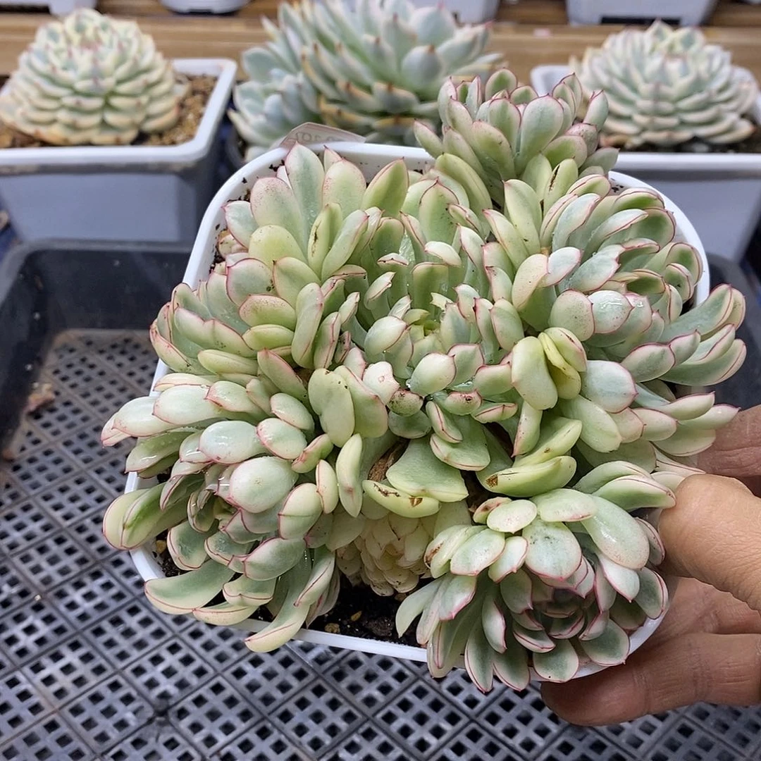 14202 厚叶梦幻玫瑰白覆轮锦 6 头大群 需延时发货