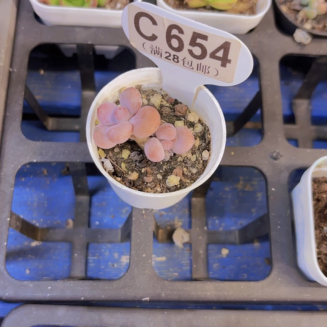 C654桃蛋一物一拍