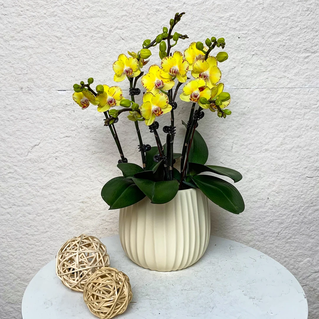 【金凤凰】鲜花蝴蝶兰稀有花色金黄色系带闪边轻奢高级室内礼品花