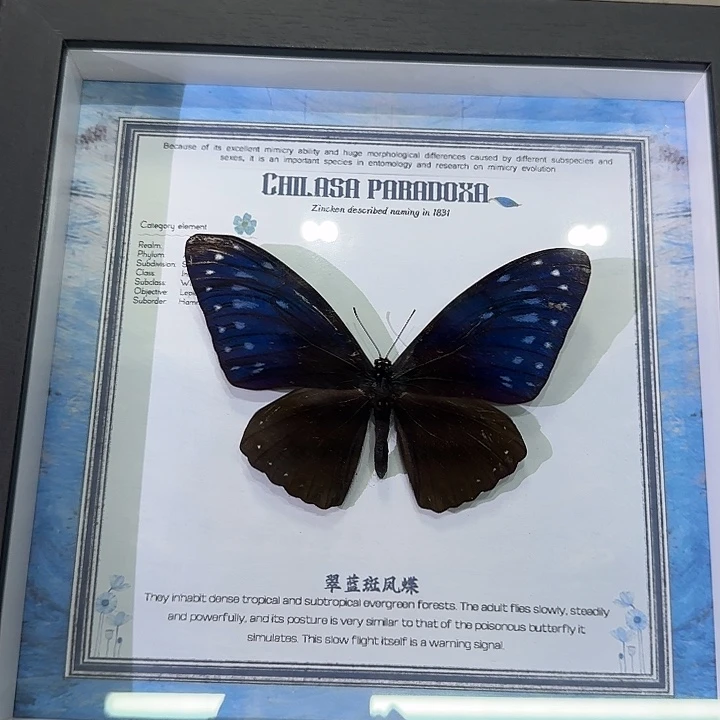 小***.翠兰蓝斑凤蝶蝴蝶标本瑕疵