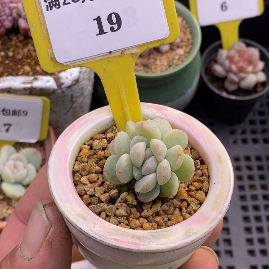 919冰玉缀多肉植物……