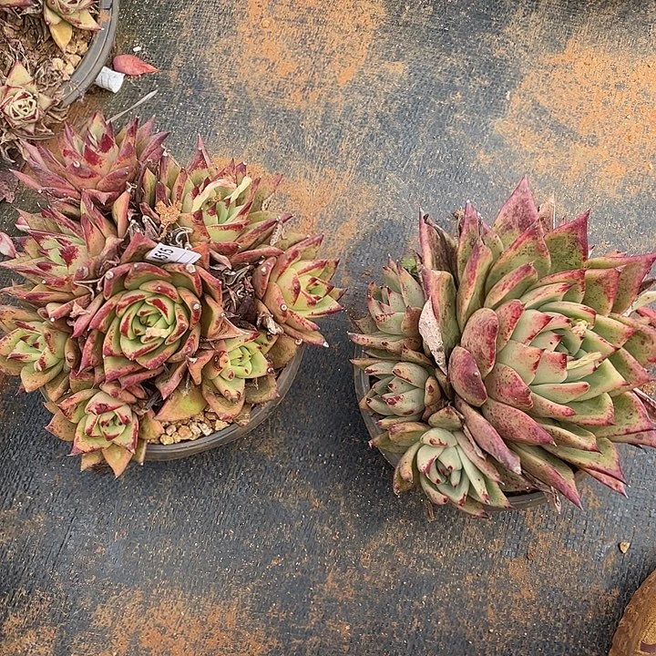 若如东云组拍A515