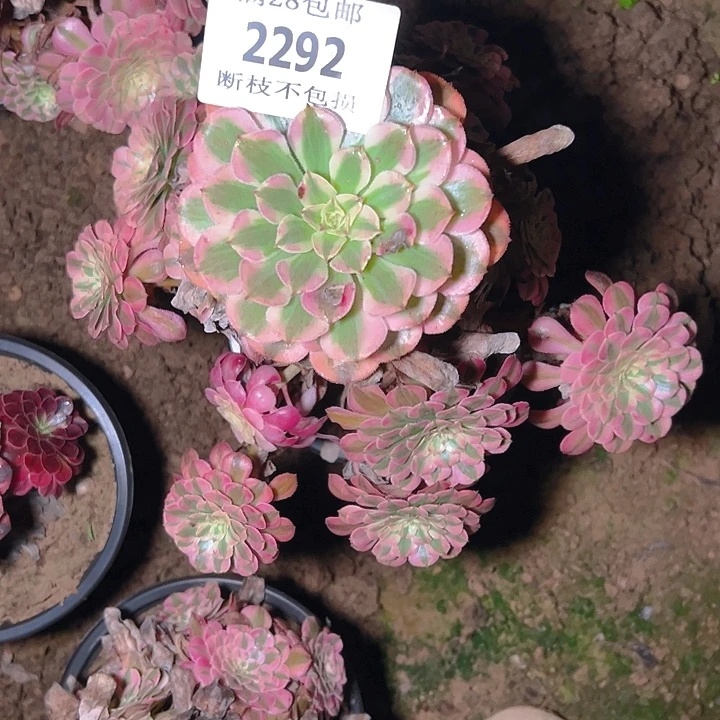 2292红铜白多肉植物