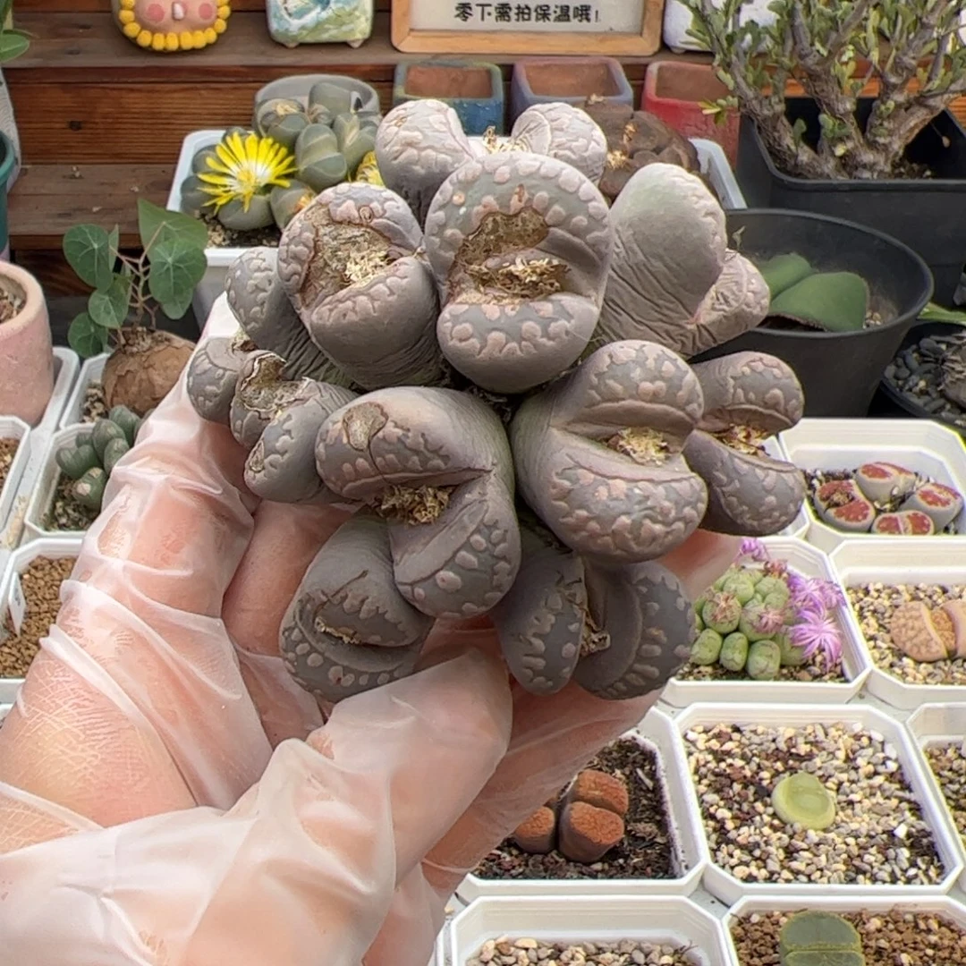 大牙齿多肉植物群生