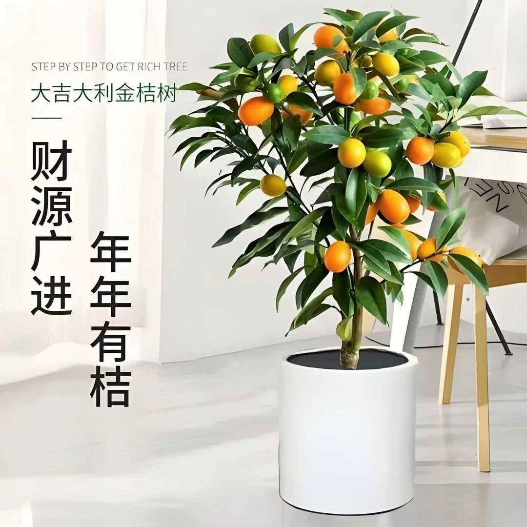 二代滑皮金桔树苗盆栽地栽果树苗直播脆蜜金柑滑皮南北方种植耐寒