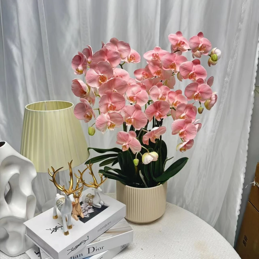 【粉曼塔】欧品粉色系大花室内盆栽基地优质进口植物上色工艺蝴蝶兰