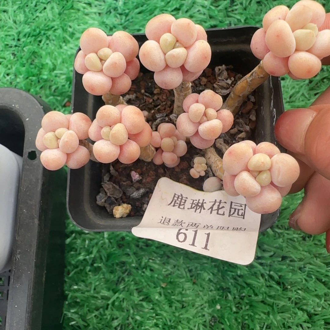 多肉很小看清楚下单拒绝非品质售后611