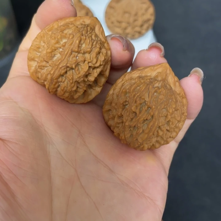 核桃把件秦岭核桃种植技术蜜纹