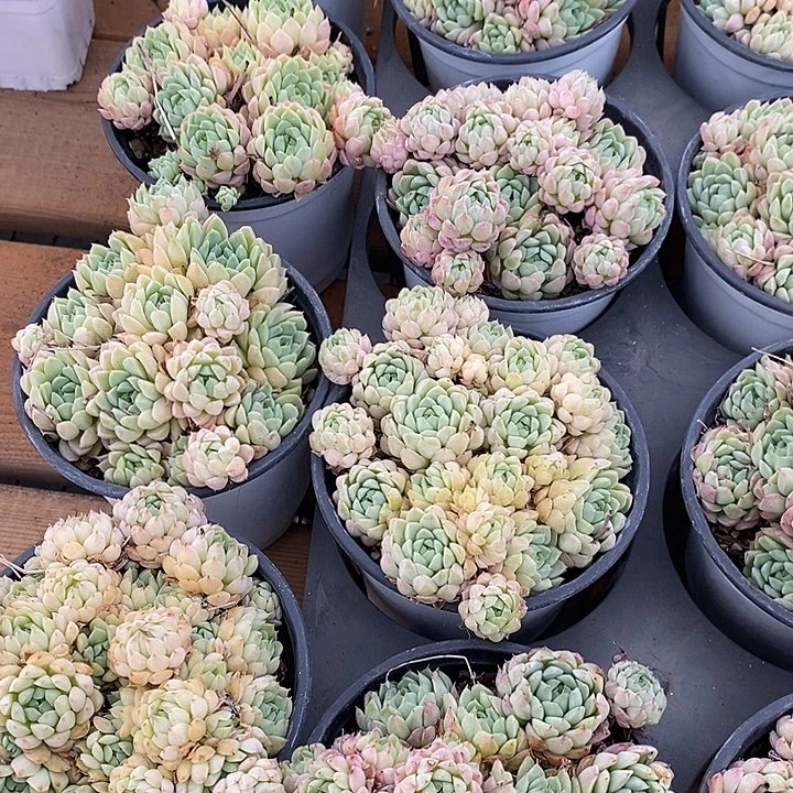 羊脂球福利多多去拍